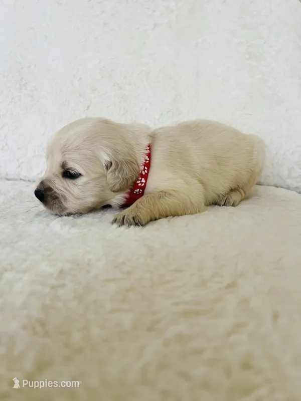 Fandy – Golden Retriever puppy for sale in Coarsegold, CA