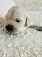 Love , a male Golden Retriever for sale in Coarsegold, CA – 2 of 8