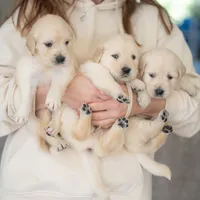 Mia, a female Golden Retriever for sale in Coarsegold, CA – 3 of 3
