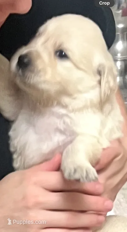 Mia – Golden Retriever puppy for sale in Coarsegold, CA