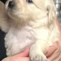 Mia, a female Golden Retriever for sale in Coarsegold, CA – 1 of 3
