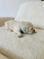 Love , a male Golden Retriever for sale in Coarsegold, CA – 3 of 8