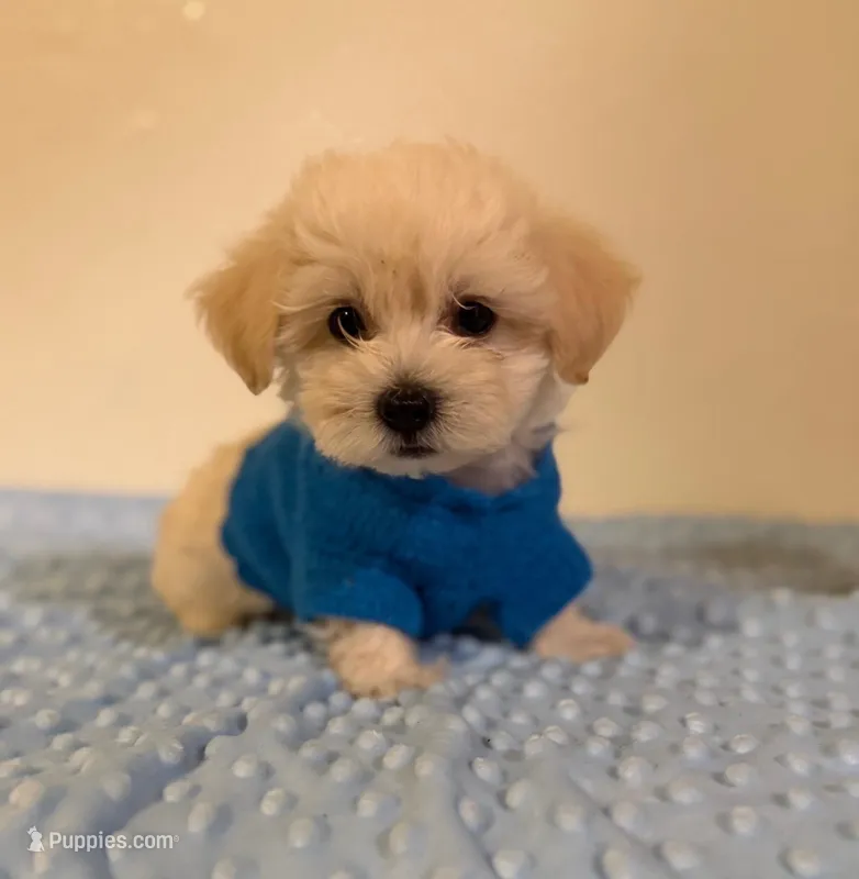 Cream  – Maltipoo puppy for sale in Los Angeles, CA