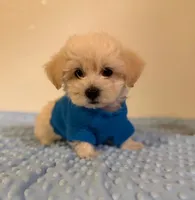 Cream , a male Maltipoo for sale in Los Angeles, CA – 1 of 2