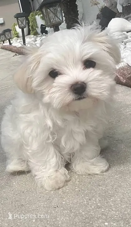 Baby – Maltipoo puppy for sale in Los Angeles, CA