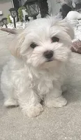 Baby, a male Maltipoo for sale in Los Angeles, CA – 1 of 1