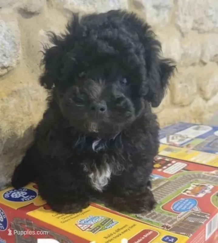 Brownie  – Maltipoo puppy for sale in Los Angeles, CA