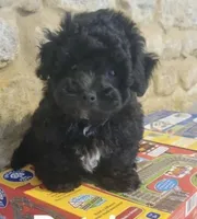 Brownie , a male Maltipoo for sale in Los Angeles, CA – 1 of 1