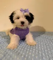 Muñeca, a female Maltipoo for sale in Los Angeles, CA – 1 of 1