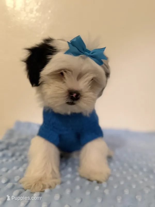 Galleta  – Maltipoo puppy for sale in Los Angeles, CA