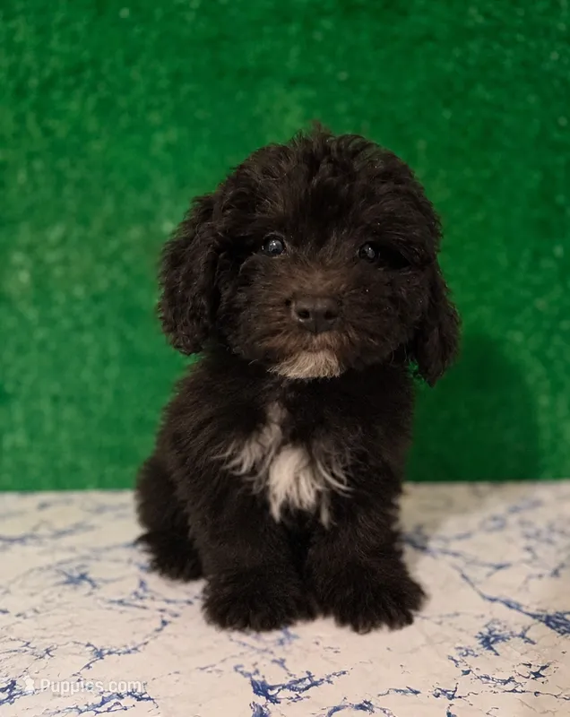 Rani – Poodle - Toy  puppy for sale in Los Angeles, CA