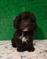 Rani, a male Poodle - Toy  for sale in Los Angeles, CA – 1 of 1