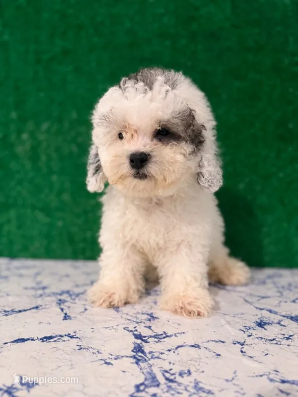 Popo – Poodle - Toy  puppy for sale in Los Angeles, CA