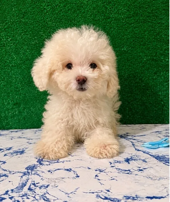 Zeep – Poodle - Toy  puppy for sale in Los Angeles, CA