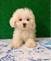 Zeep, a male Poodle - Toy  for sale in Los Angeles, CA – 1 of 1