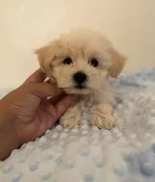 Cream , a male Maltipoo for sale in Los Angeles, CA – 2 of 2