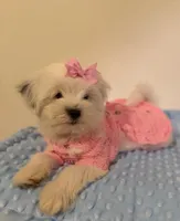 Rosita, a female Maltipoo for sale in Los Angeles, CA – 2 of 2