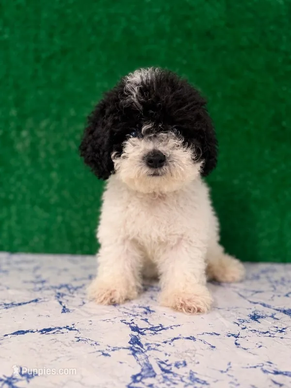 Pilar – Poodle - Toy  puppy for sale in Los Angeles, CA