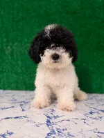 Pilar, a male Poodle - Toy  for sale in Los Angeles, CA – 1 of 1