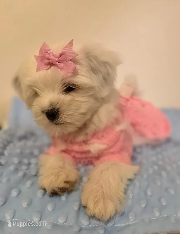 Rosita – Maltipoo puppy for sale in Los Angeles, CA