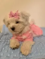Rosita, a female Maltipoo for sale in Los Angeles, CA – 1 of 2