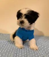 Pingüino , a male Maltipoo for sale in Los Angeles, CA – 2 of 2