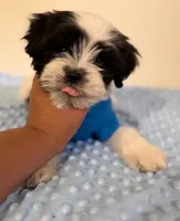 Pingüino , a male Maltipoo for sale in Los Angeles, CA – 1 of 2