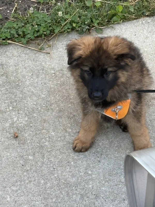 Kyler – German Shepherd Dog puppy for sale in Vineland, NJ