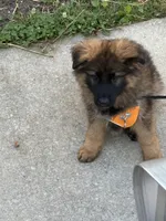 Kyler, a male German Shepherd Dog for sale in Vineland, NJ – 1 of 10