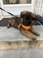 Kyler, a male German Shepherd Dog for sale in Vineland, NJ – 7 of 10