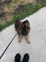 Kyler, a male German Shepherd Dog for sale in Vineland, NJ – 6 of 10