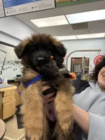 Kyler, a male German Shepherd Dog for sale in Vineland, NJ – 3 of 10