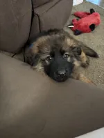 Kyler, a male German Shepherd Dog for sale in Vineland, NJ – 10 of 10