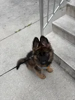Kyler, a male German Shepherd Dog for sale in Vineland, NJ – 4 of 10