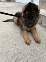 Kyler, a male German Shepherd Dog for sale in Vineland, NJ – 5 of 10