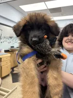 Kyler, a male German Shepherd Dog for sale in Vineland, NJ – 2 of 10