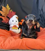 Oscar, a male Miniature Dachshund for sale in Chipley, FL – 3 of 5