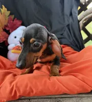 Abby, a female Miniature Dachshund for sale in Chipley, FL – 3 of 4