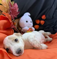 Gracie, a female Miniature Dachshund for sale in Chipley, FL – 2 of 5
