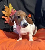 Tuck, a male Miniature Dachshund for sale in Chipley, FL – 2 of 5