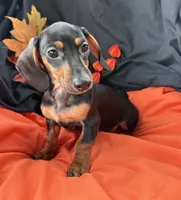 Abby, a female Miniature Dachshund for sale in Chipley, FL – 2 of 4