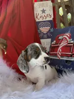 Dewy, a male Miniature Dachshund for sale in Chipley, FL – 2 of 5