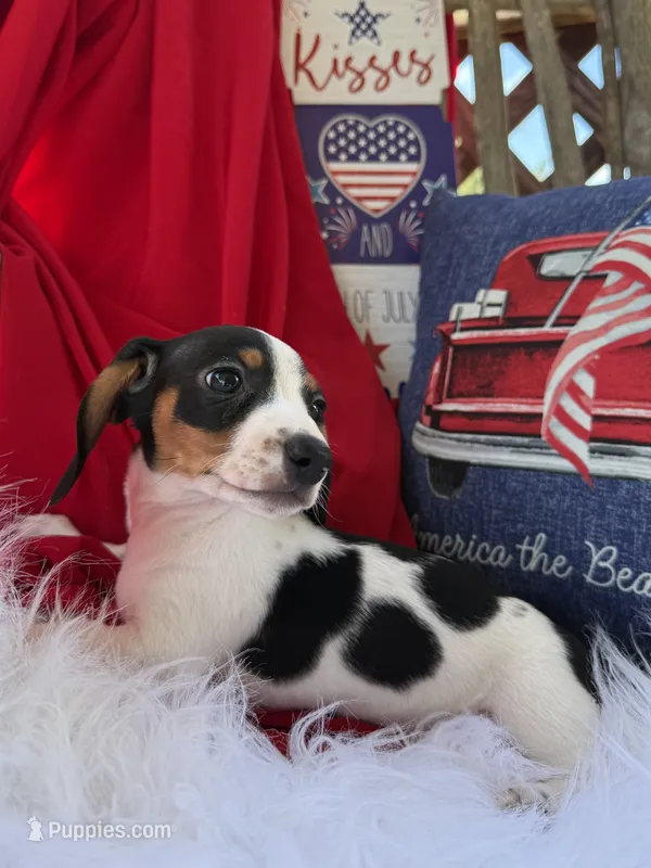 Huey – Miniature Dachshund puppy for sale in Chipley, FL