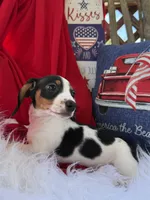 Huey, a male Miniature Dachshund for sale in Chipley, FL – 1 of 5