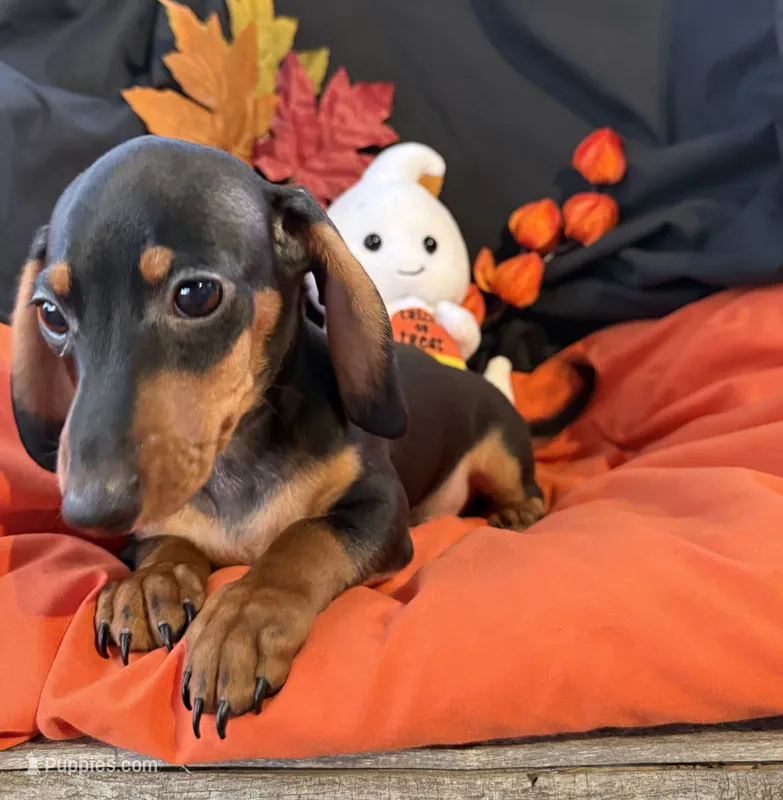 Oliver, a male Miniature Dachshund for sale in Chipley, FL – 1 of 5