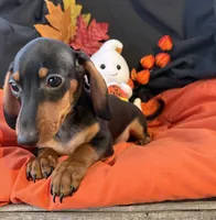 Oliver, a male Miniature Dachshund for sale in Chipley, FL – 1 of 5