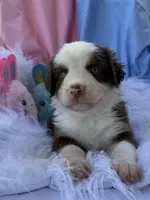 Della, a female Miniature Australian Shepherd for sale in Chipley, FL – Photo 1 of 4