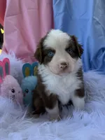 Della, a female Miniature Australian Shepherd for sale in Chipley, FL – Photo 2 of 4