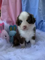 Della, a female Miniature Australian Shepherd for sale in Chipley, FL – Photo 3 of 4