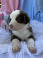 Della, a female Miniature Australian Shepherd for sale in Chipley, FL – Photo 4 of 4